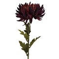 Stem 62cm - Dark Purple Chrysanthemum