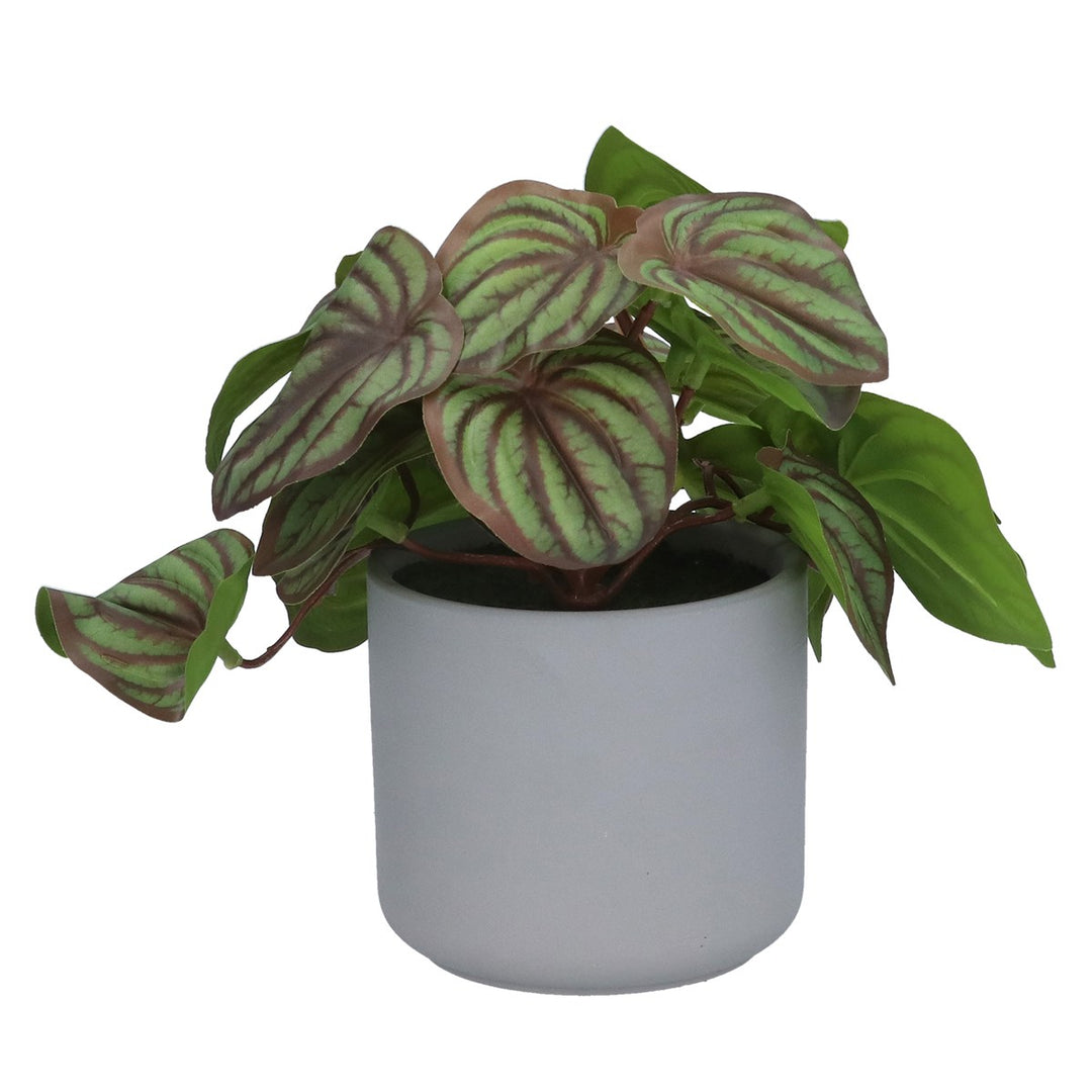Faux Peperomia in Pot,