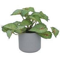 Faux Caladium in Pot,
