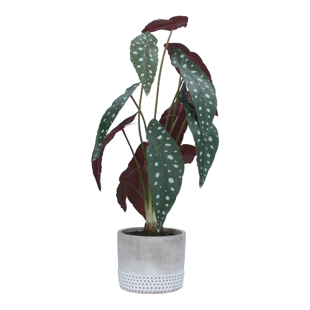 Potted Plant - Faux Spotted Begonia
