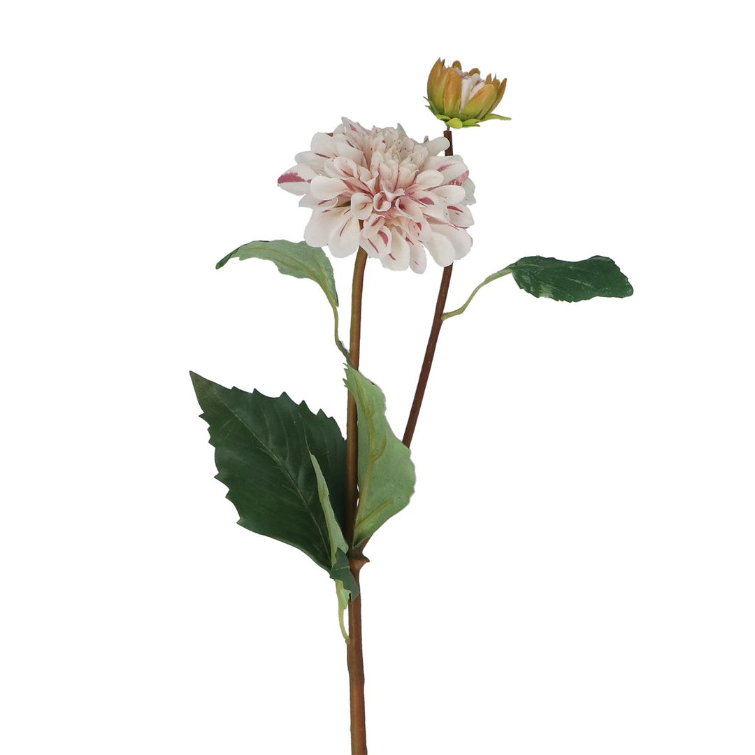 White & Pink Striped Dahlia Spray,