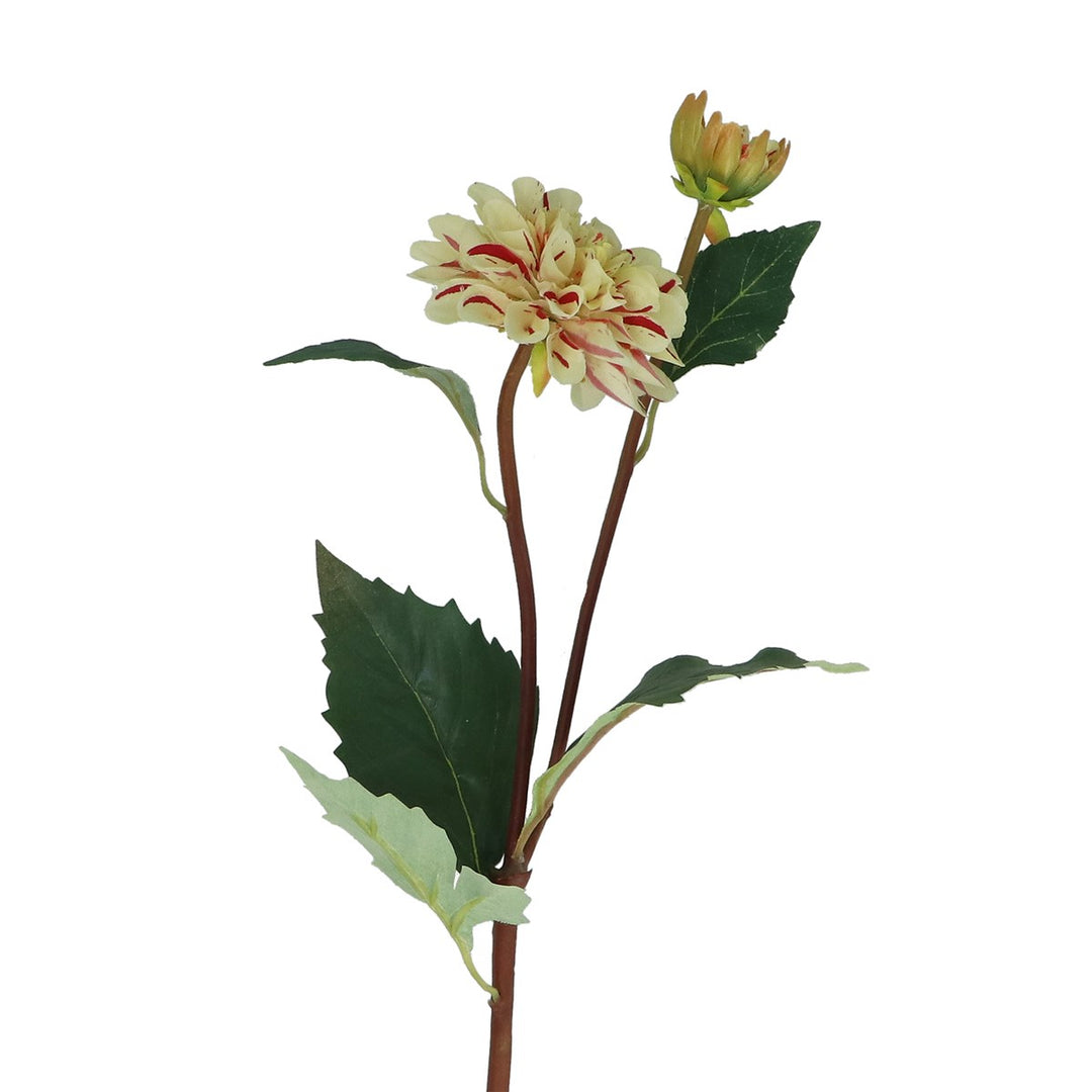 Green & Pink Striped Dahlia Spray,