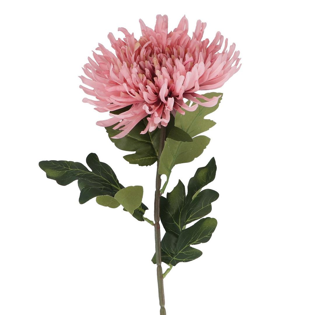 Pink Giant Chrysanthemum Stem,