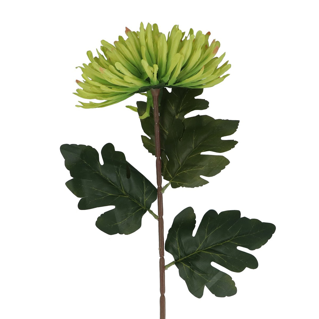 Green Giant Chrysanthemum Stem,