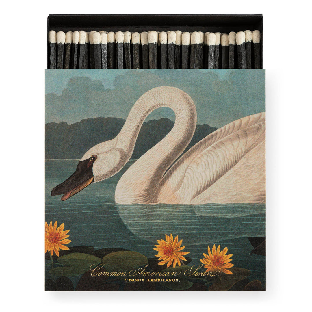 The Common American Swan by Audubon
