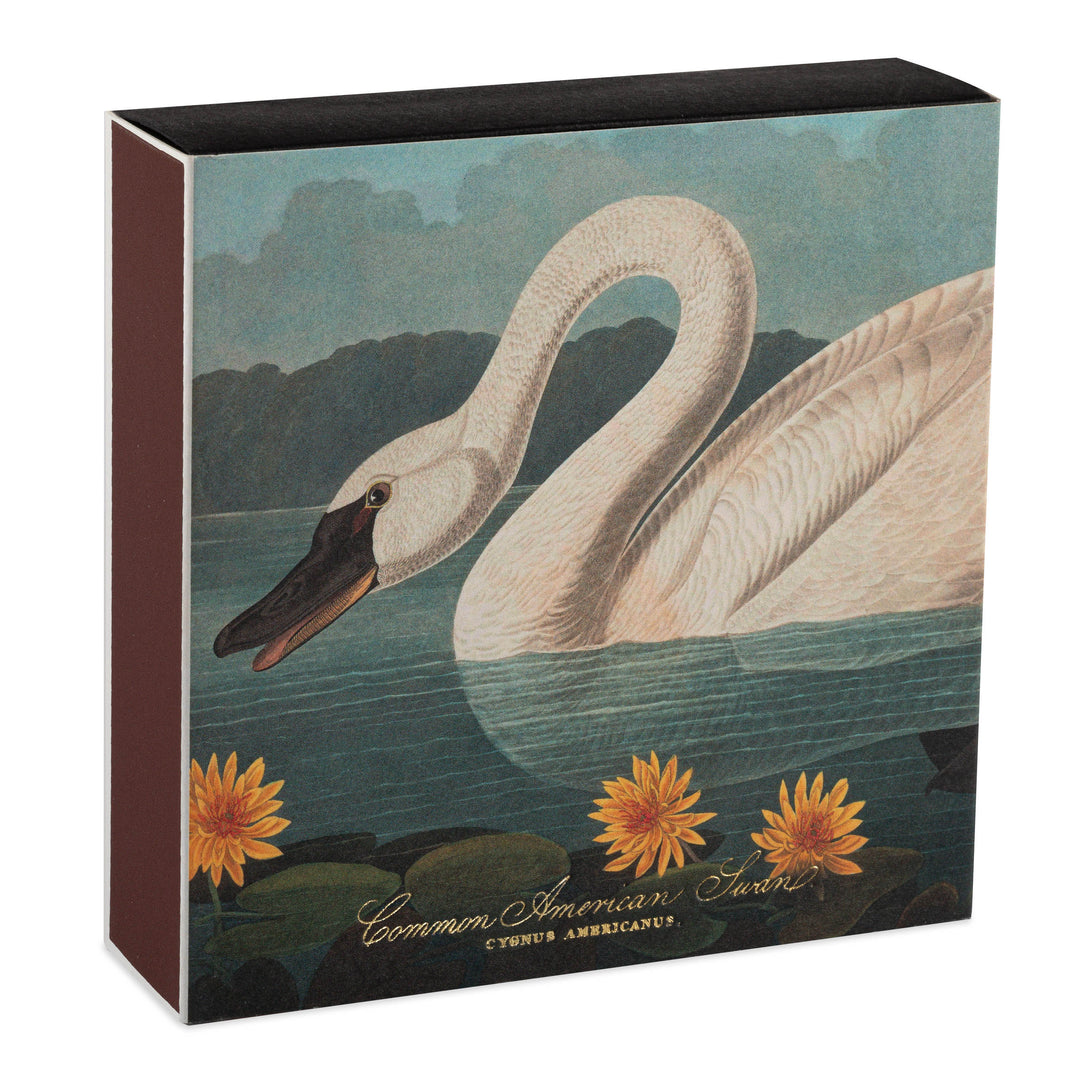 The Common American Swan by Audubon