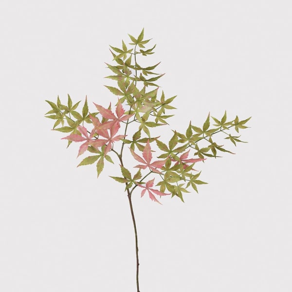 Touch of Pink Acer Stem