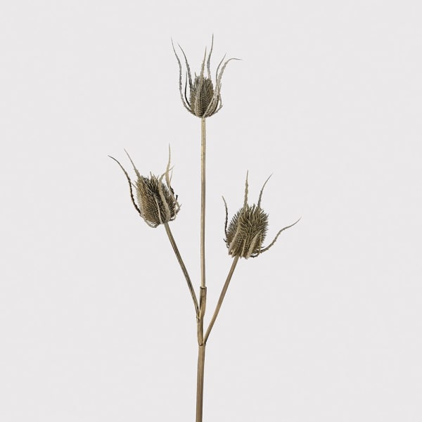Brown Teasel Bundle