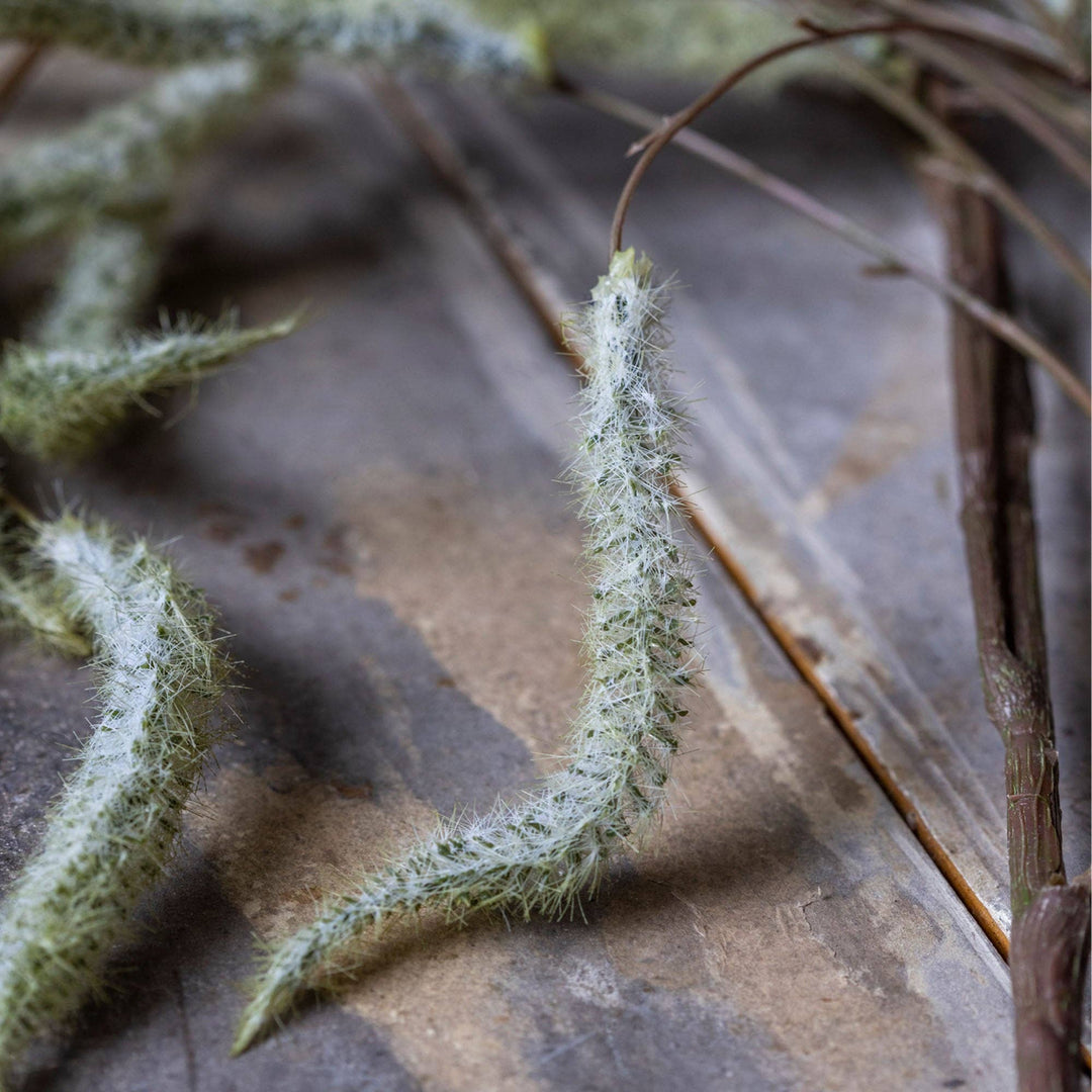 ARTIFICIAL TRAILING CATKIN
