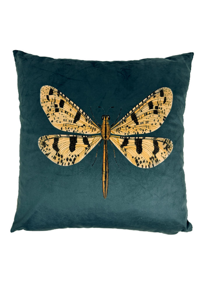 Belle Butterfly